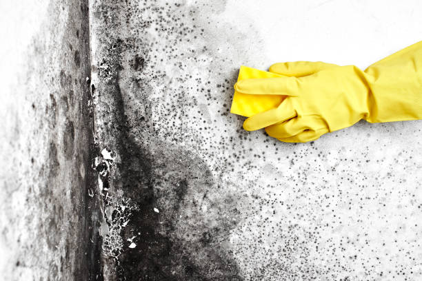 Why You Should Choose Our Mold Remediation Services in Leonard, TX